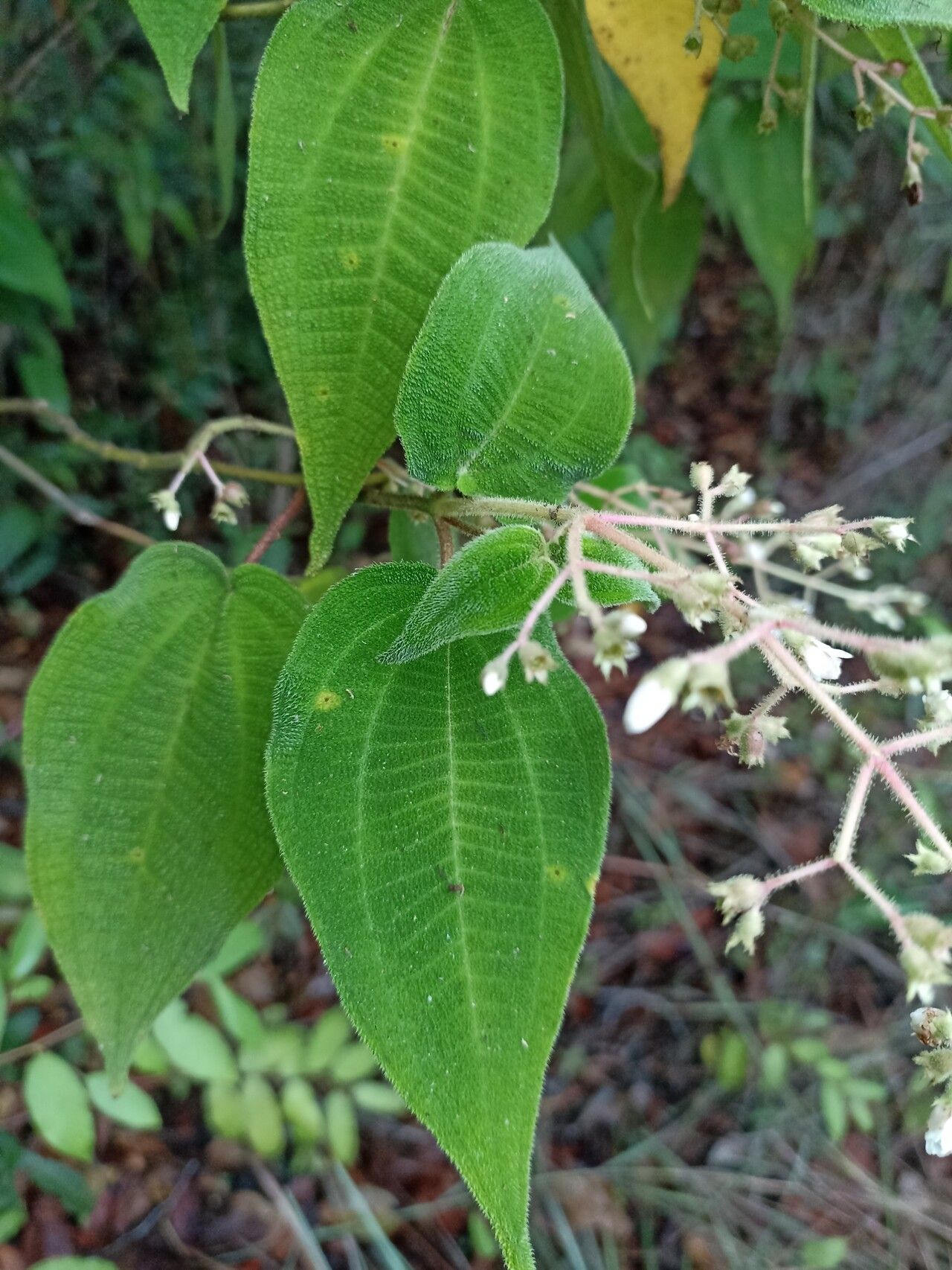 Miconia bullatifolia leaf
