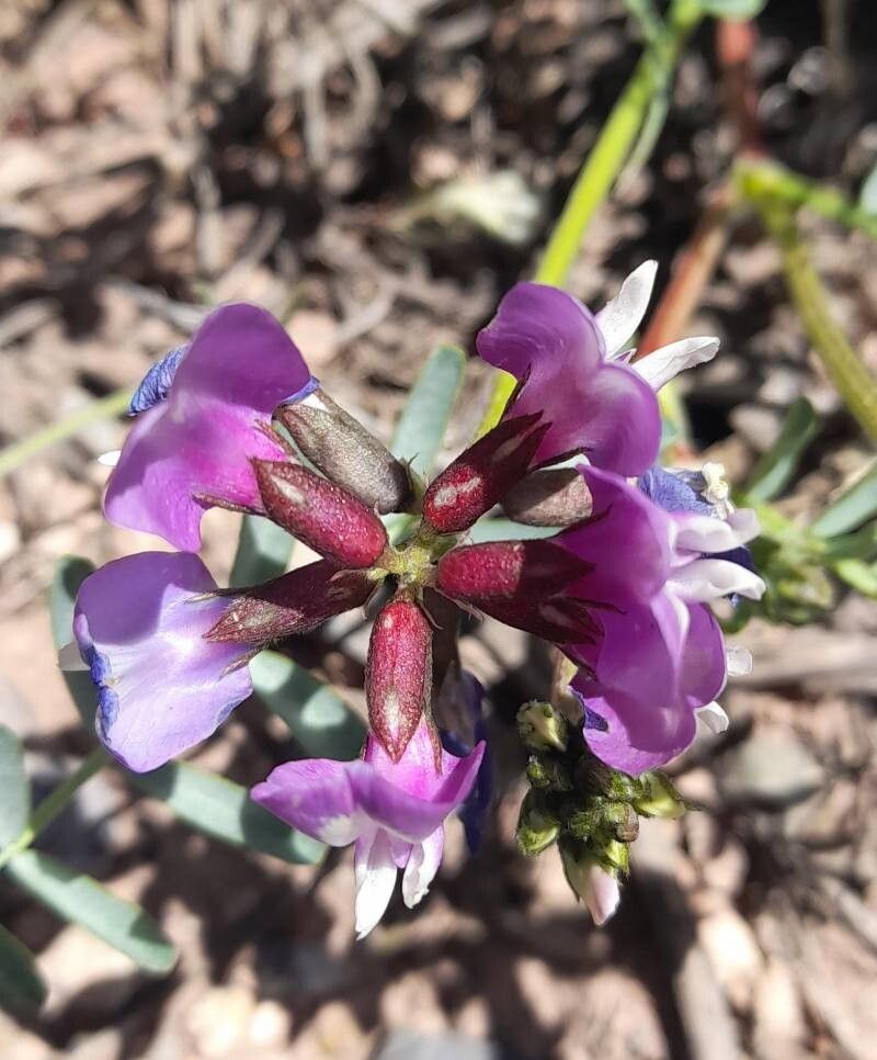 Astragalus cruckshanksii flower