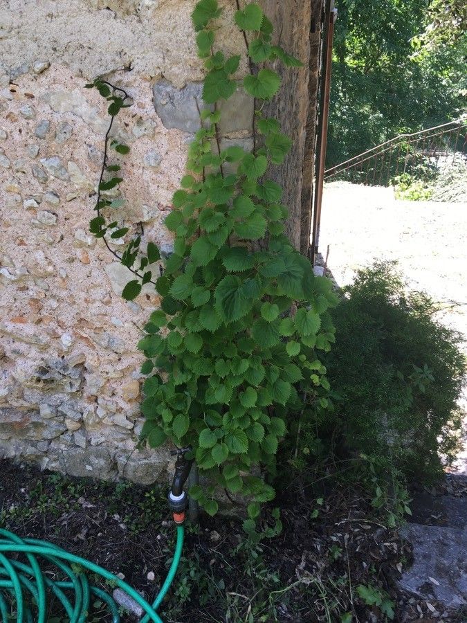 Schizophragma hydrangeoides habit