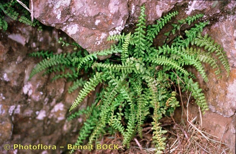 Asplenium x pagesii — houseplant care guide