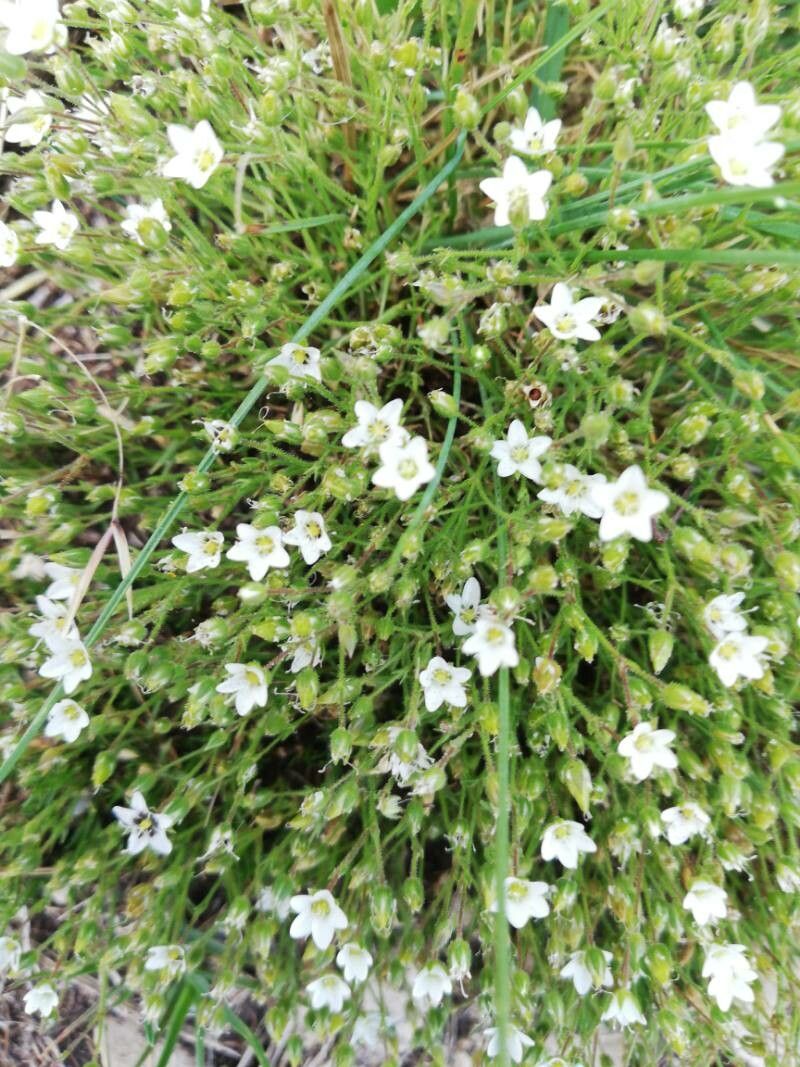 Spergula levis — houseplant care guide