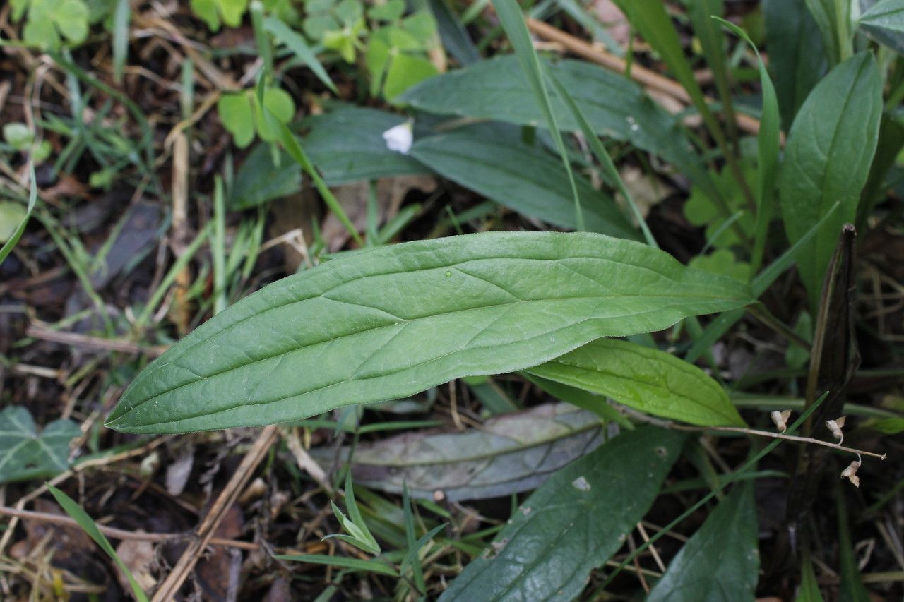 Omphalodes nitida — related species from the same genus