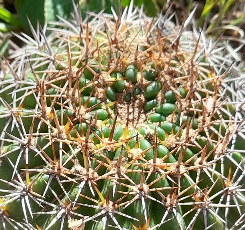 Lobivia mamillosa bark