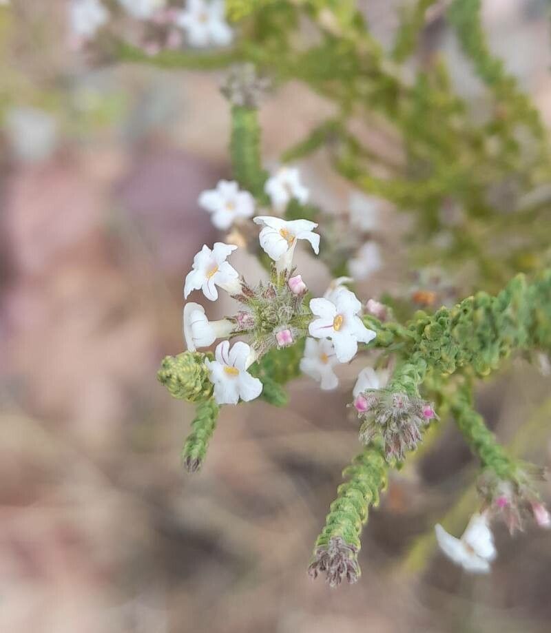 Aloysia salsoloides flower
