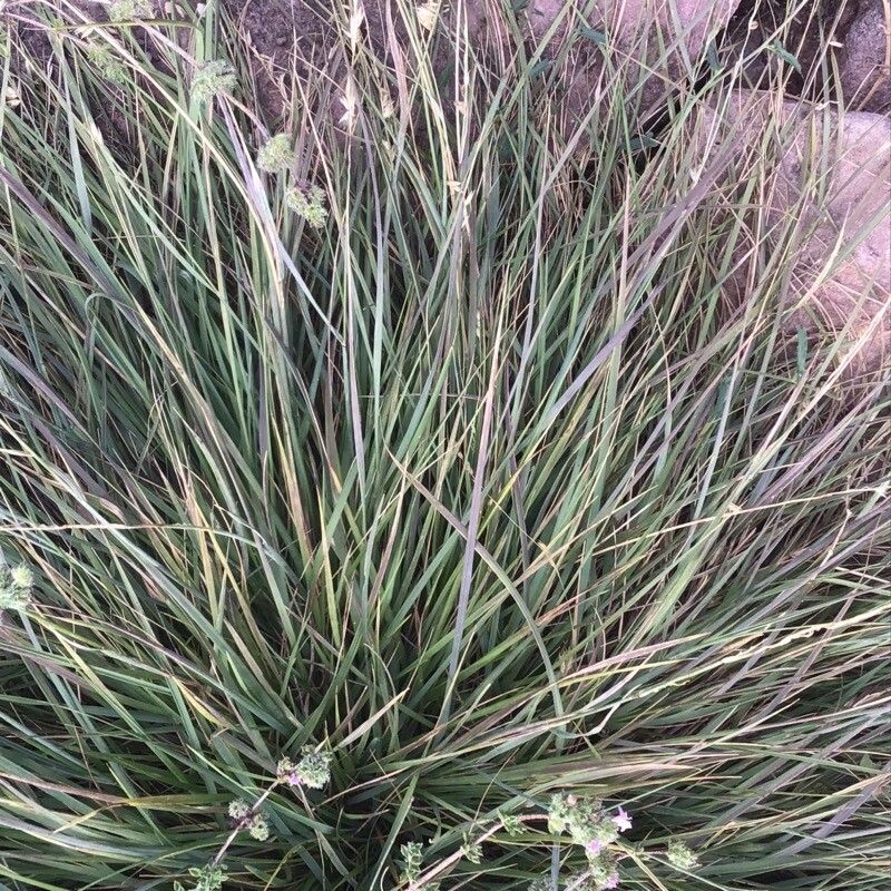 Sesleria insularis — houseplant care guide