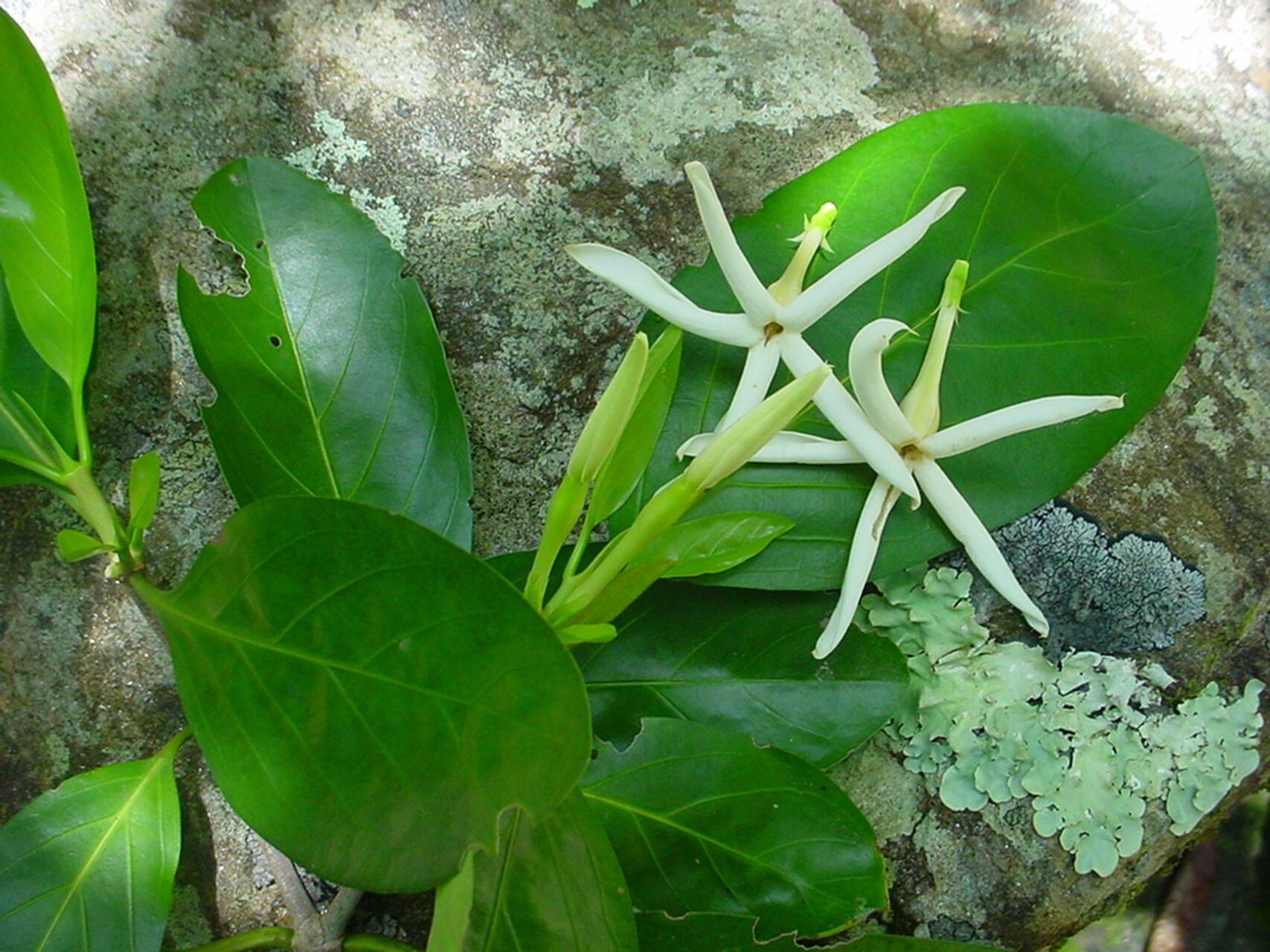 Atractocarpus artensis flower