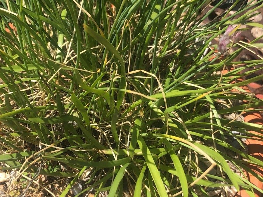 Allium schmitzii — search result for 'Allium'