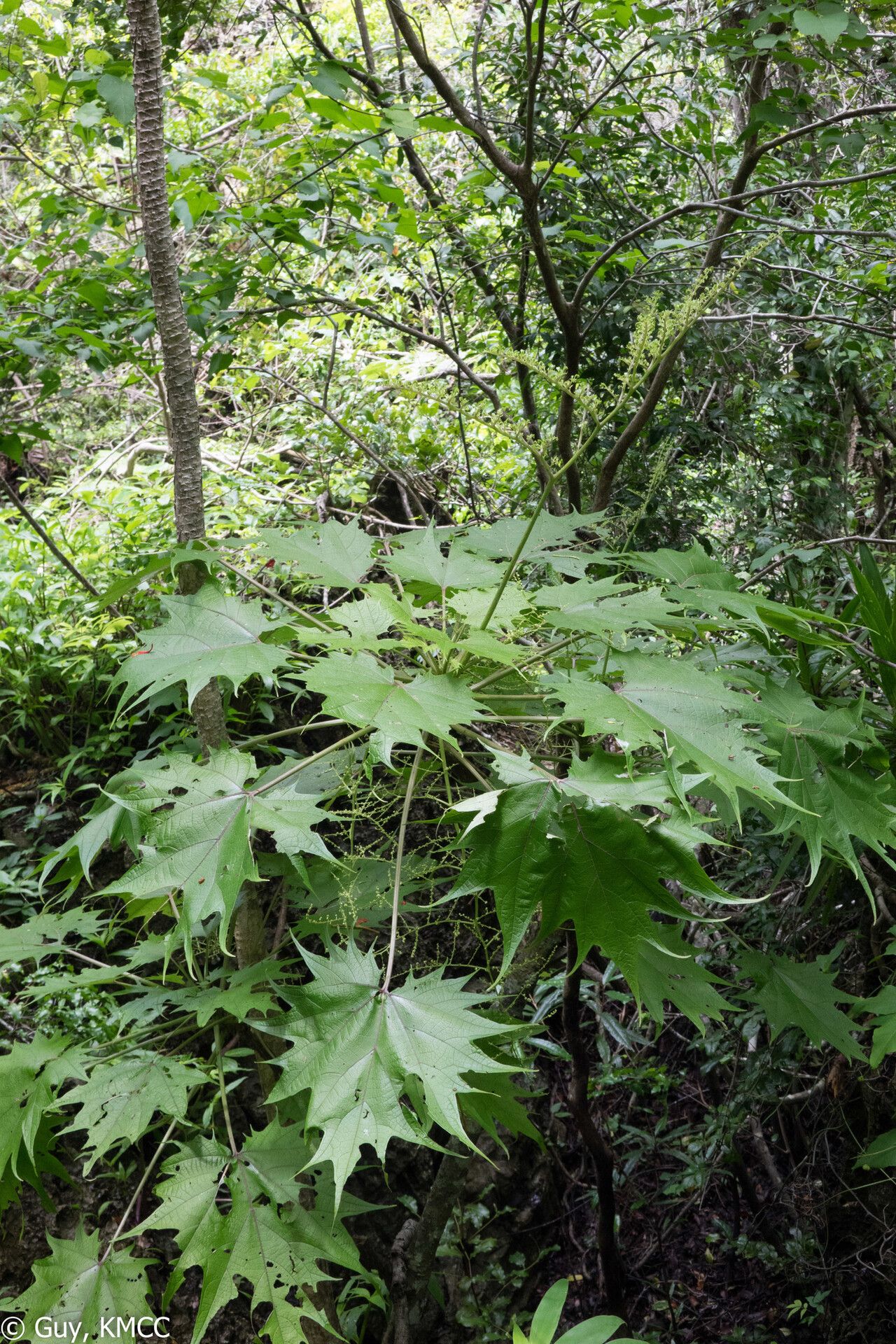 Laportea perrieri — search result for 'Laportea'