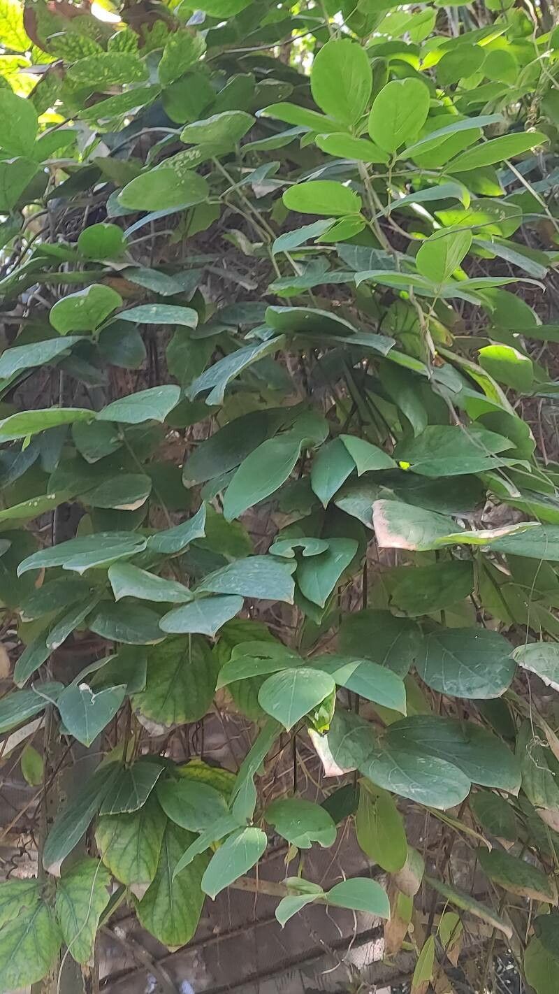 Mucuna macrocarpa habit