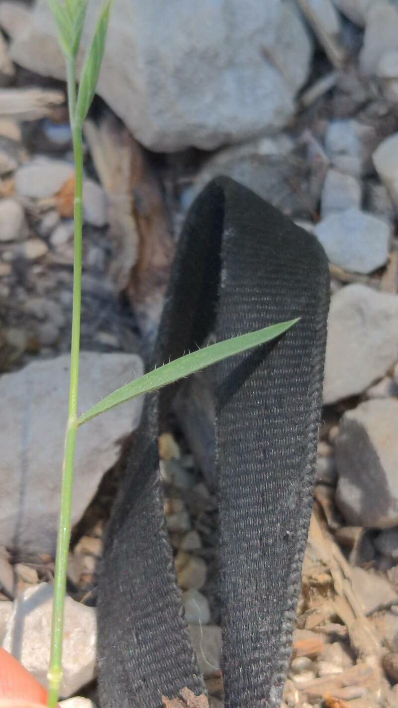 Brachypodium hybridum — search result for 'Brachypodium'