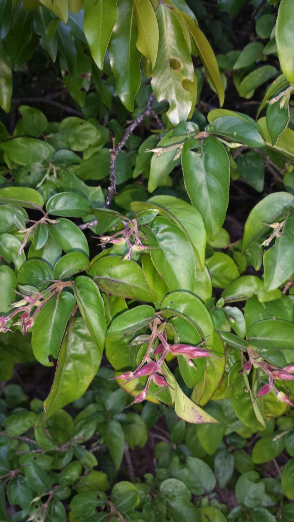 Hypoestes caudata leaf