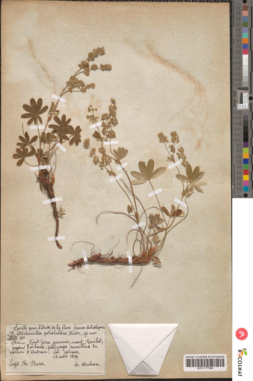 Alchemilla petiolulans other