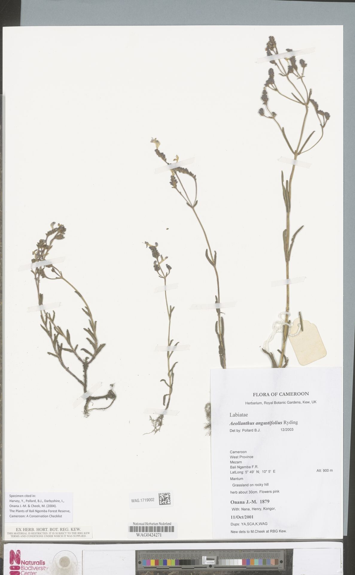 Aeollanthus angustifolius — related species from the same genus