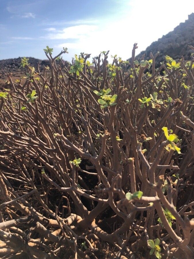 Euphorbia balsamifera flower
