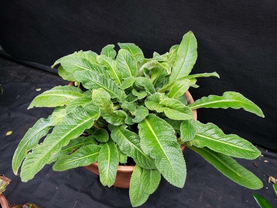 Streptocarpus albus habit
