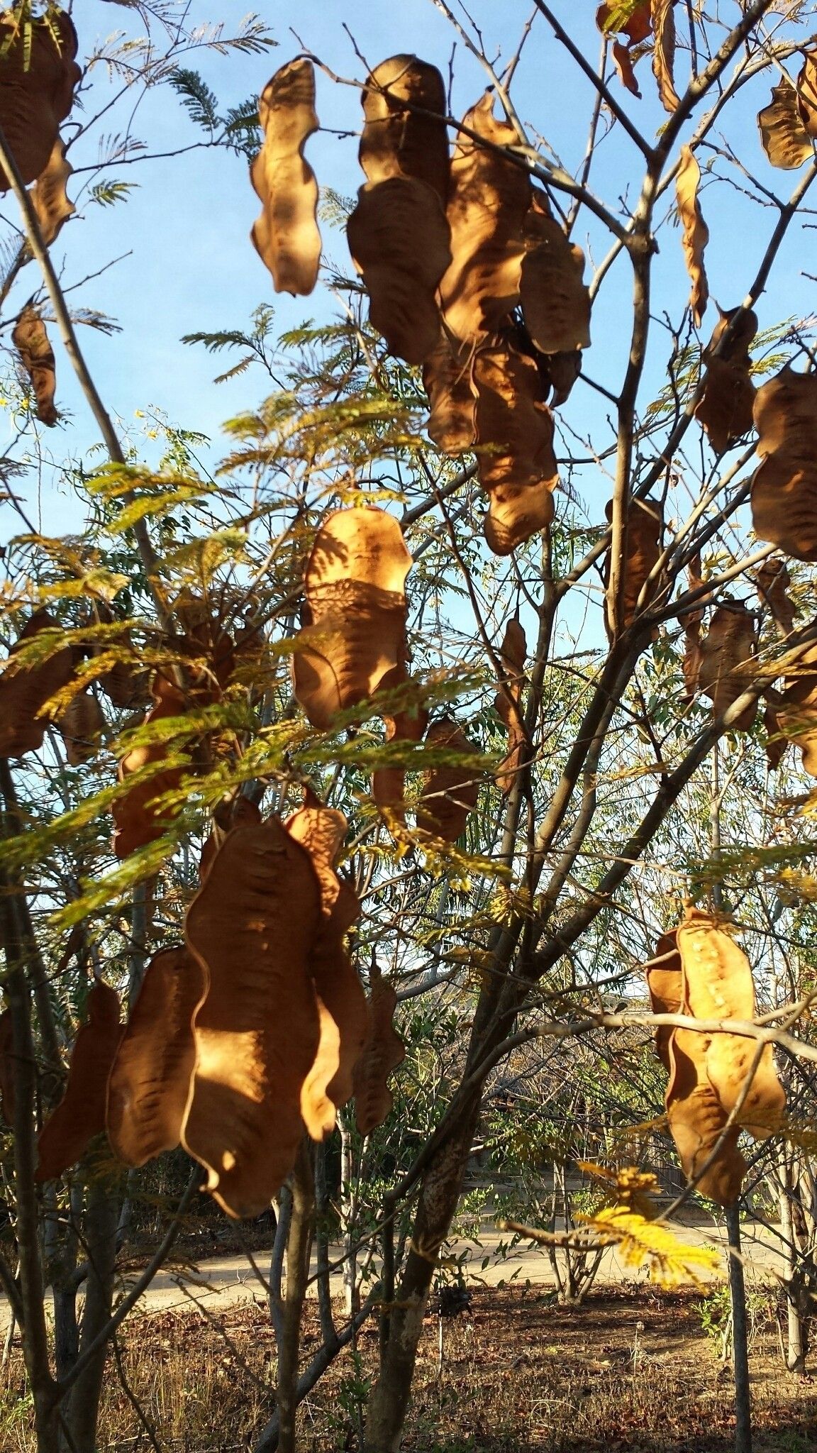 Albizia boinensis fruit