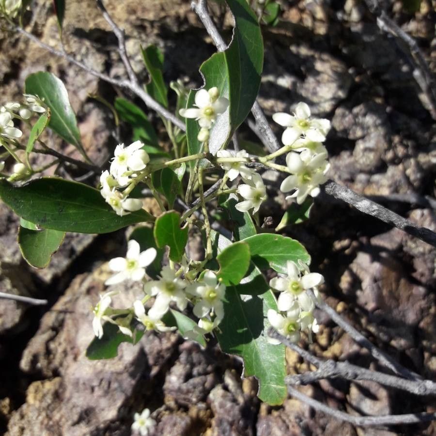 Baloghia drimiflora flower