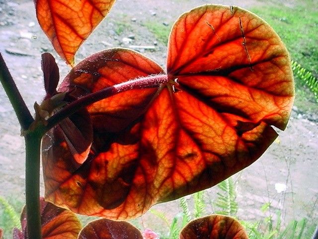 Begonia multinervia leaf