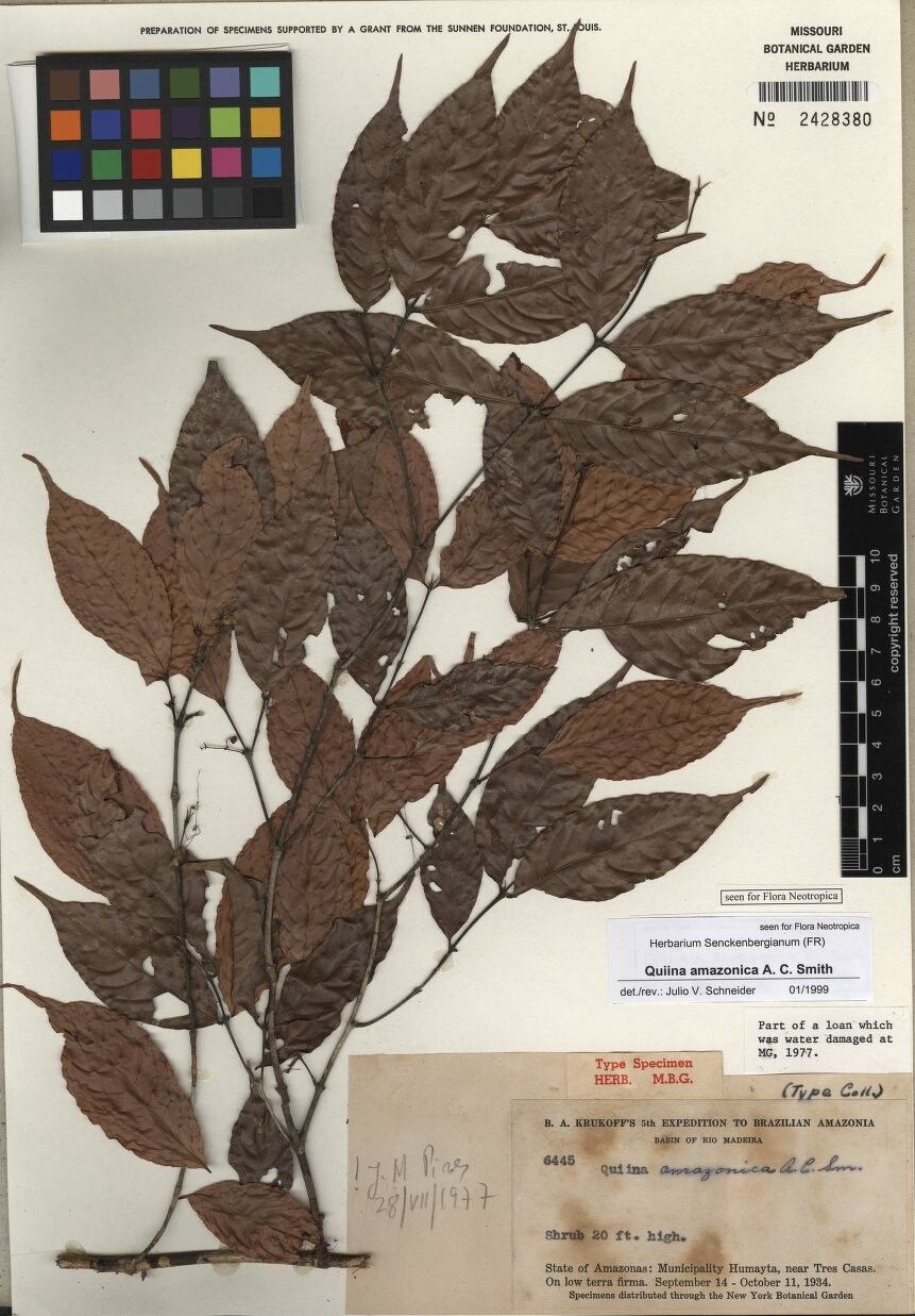 Quiina amazonica — related species from the same genus