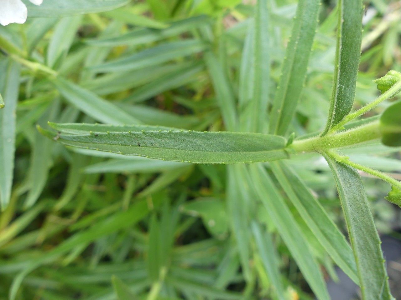 Angelonia biflora leaf