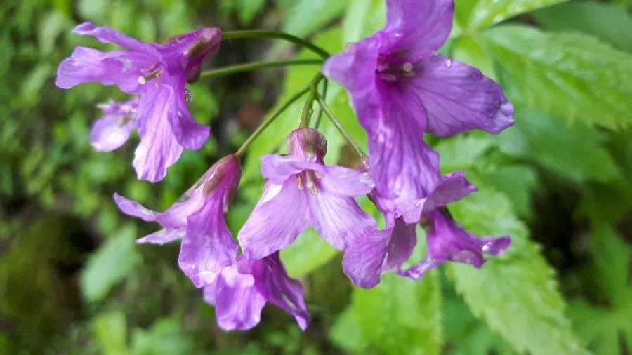 Cardamine pentaphyllos flower