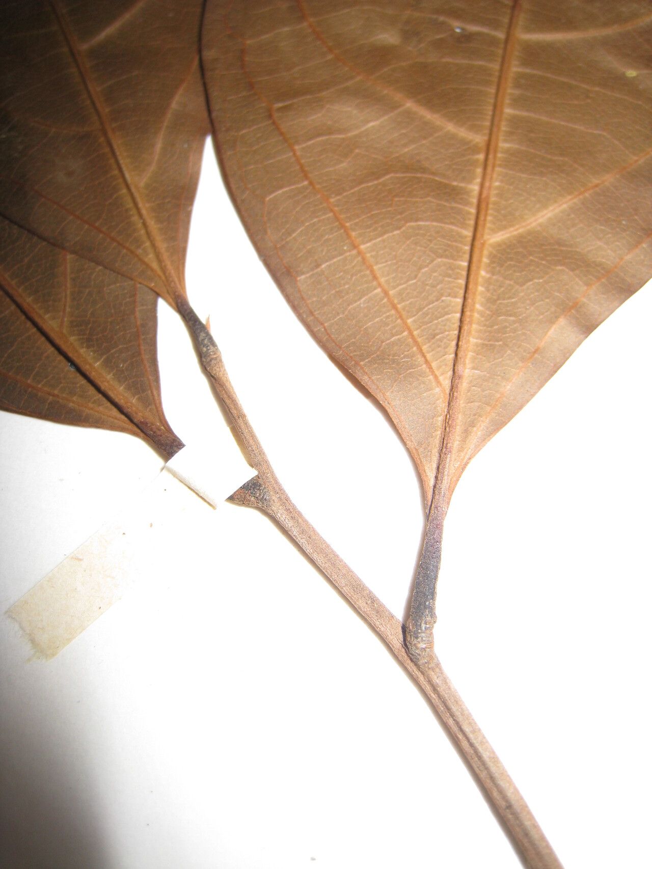 Ocotea splendens other