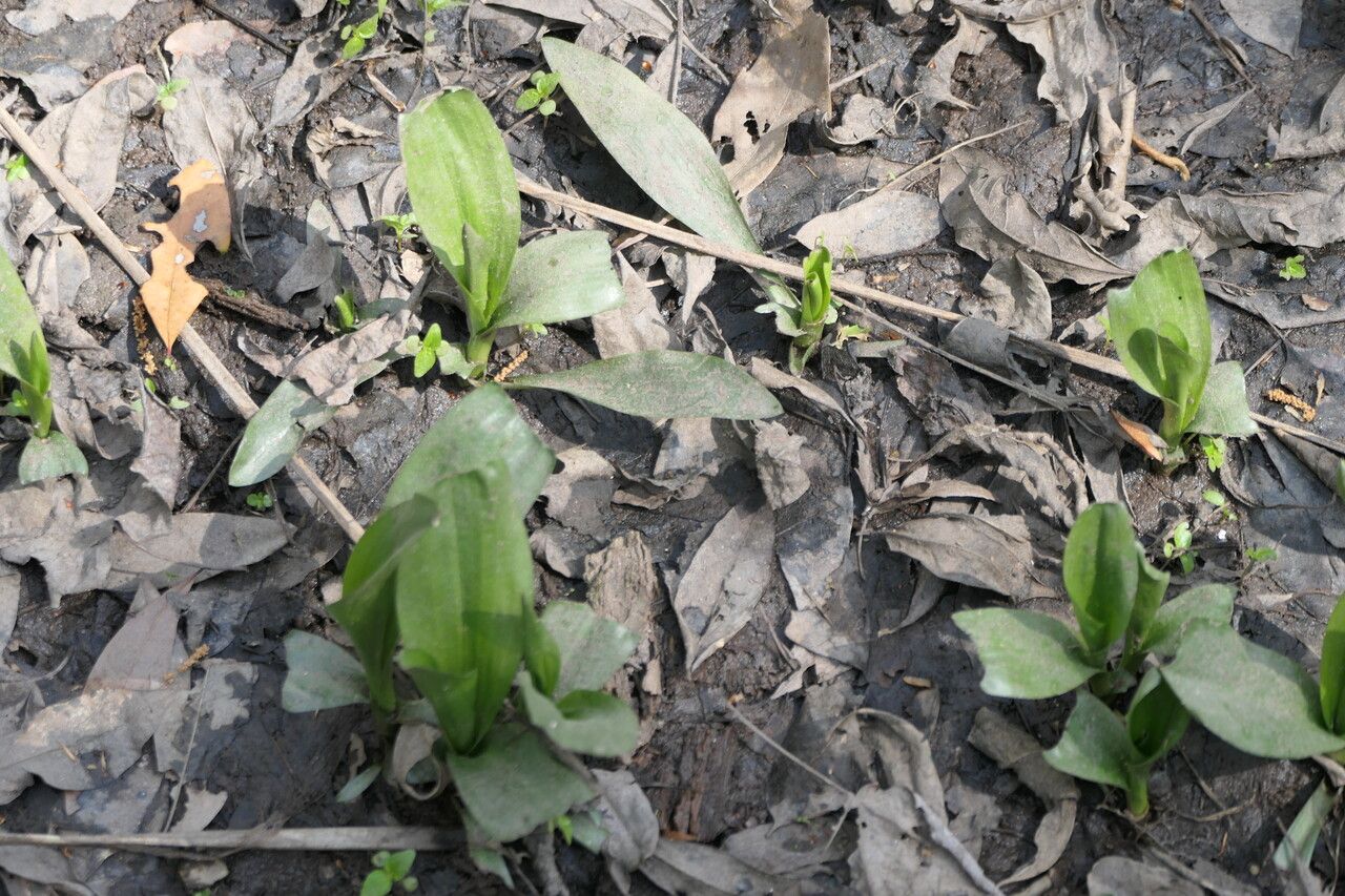 Dodecatheon meadia — search result for 'Primulaceae'