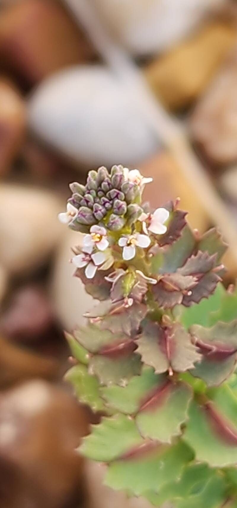 Aethionema carneum flower