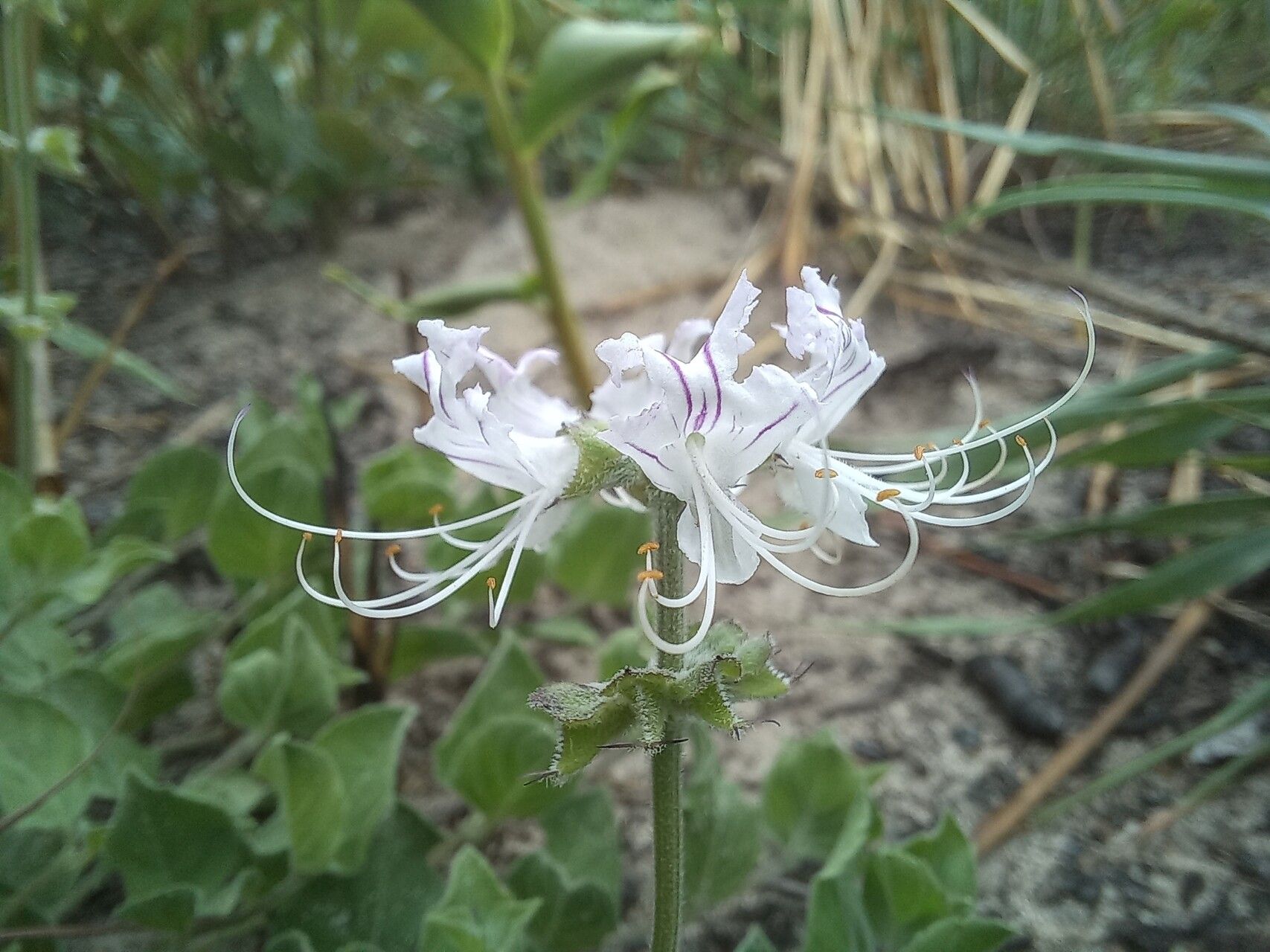 Ocimum decumbens flower
