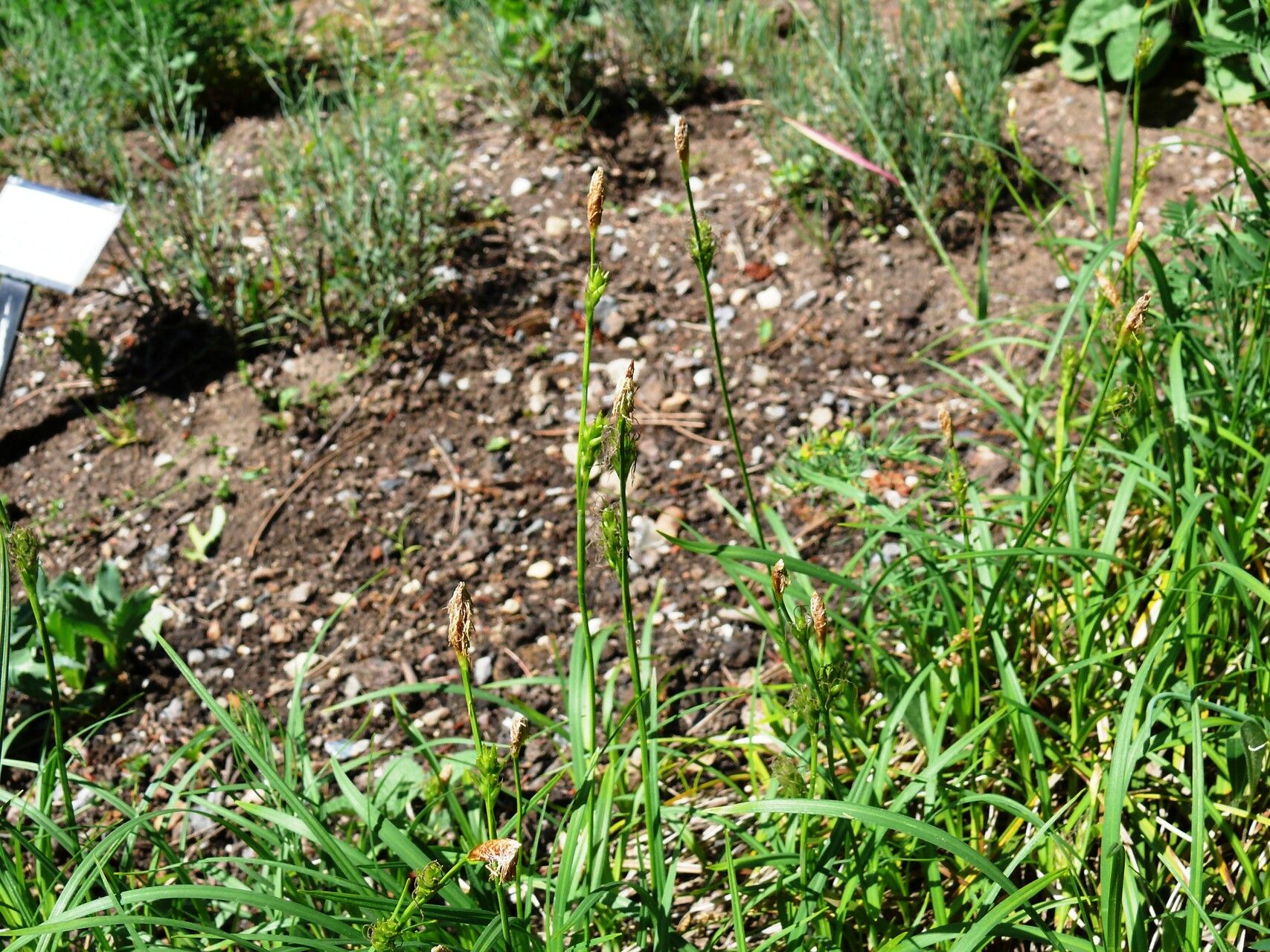 Carex michelii — search result for 'Central and southern Europe'