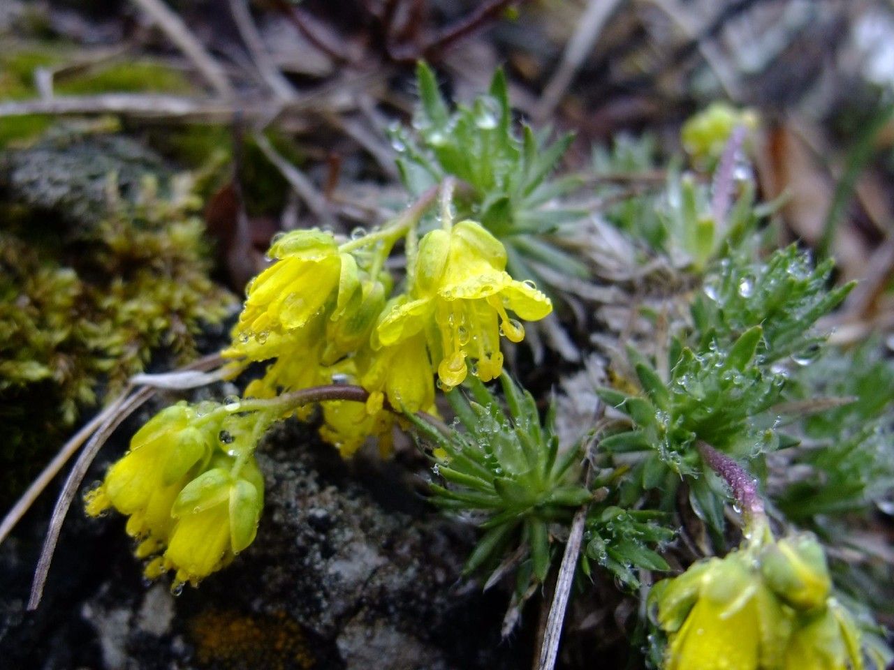Draba hoppeana habit