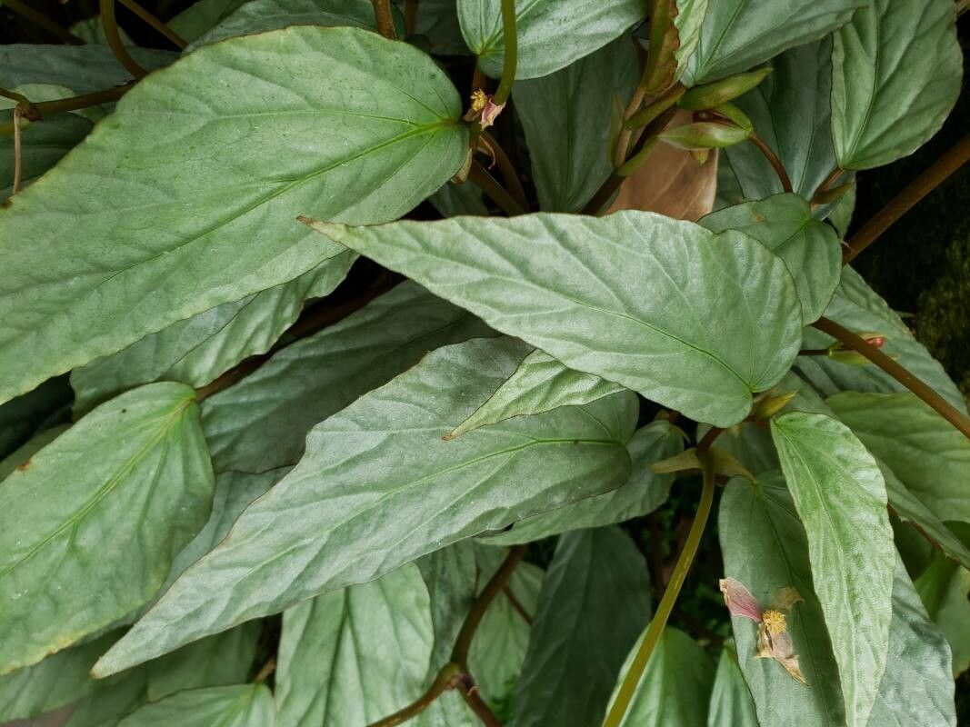 Begonia hatacoa — search result for 'Begoniaceae'