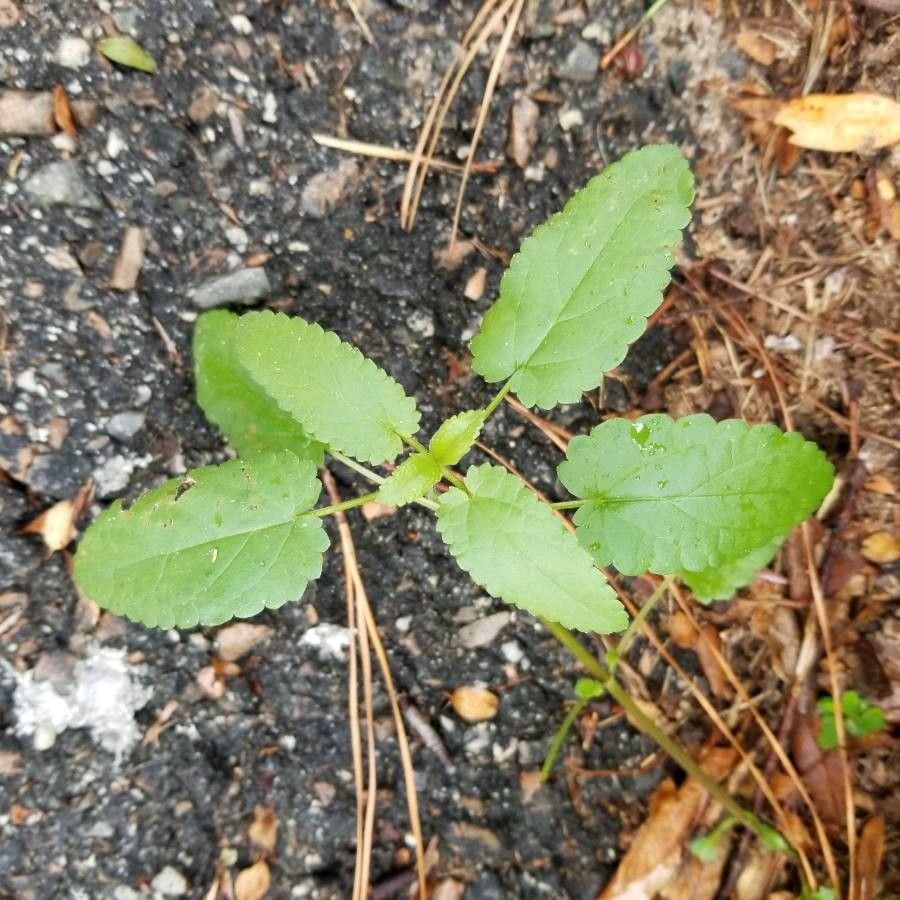 Stachys floridana leaf