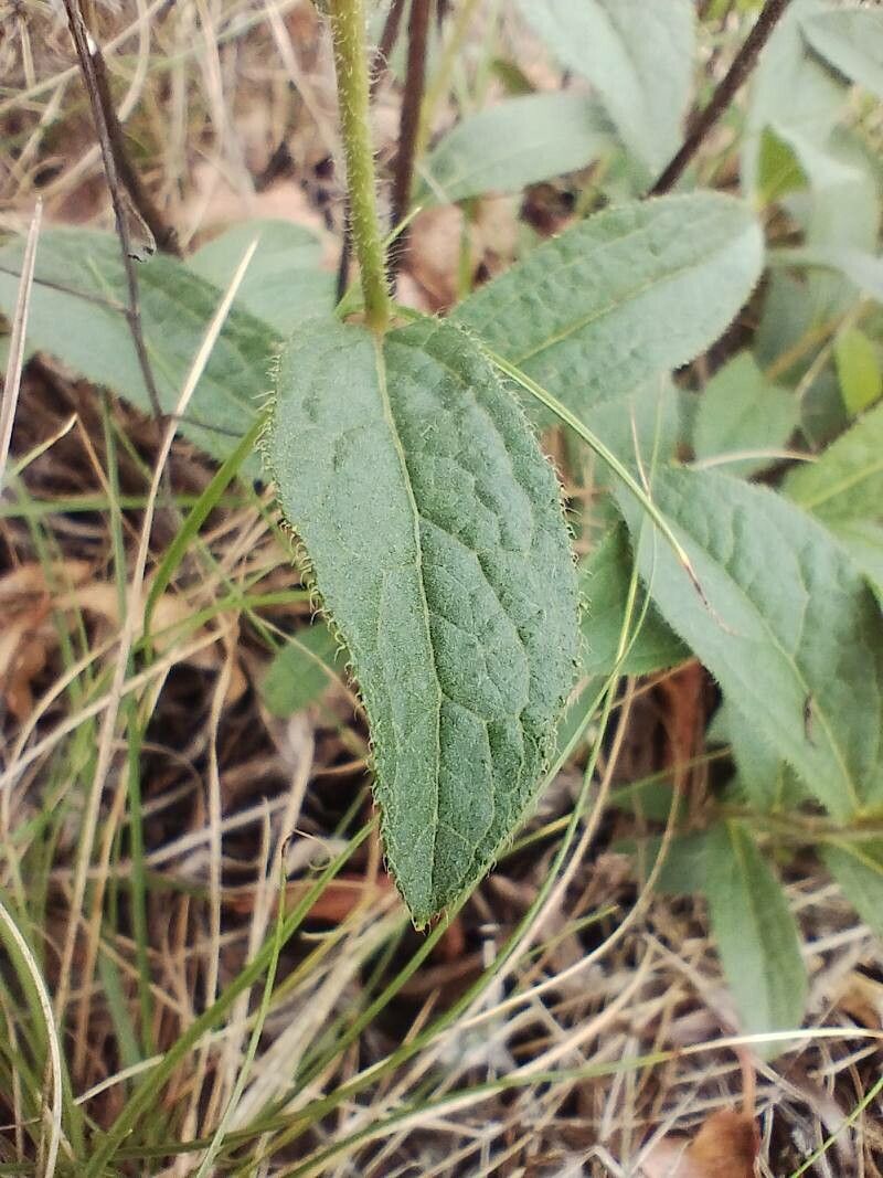 Inula hirta leaf