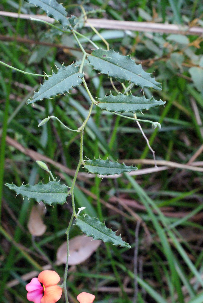 Kennedia coccinea — related species from the same genus