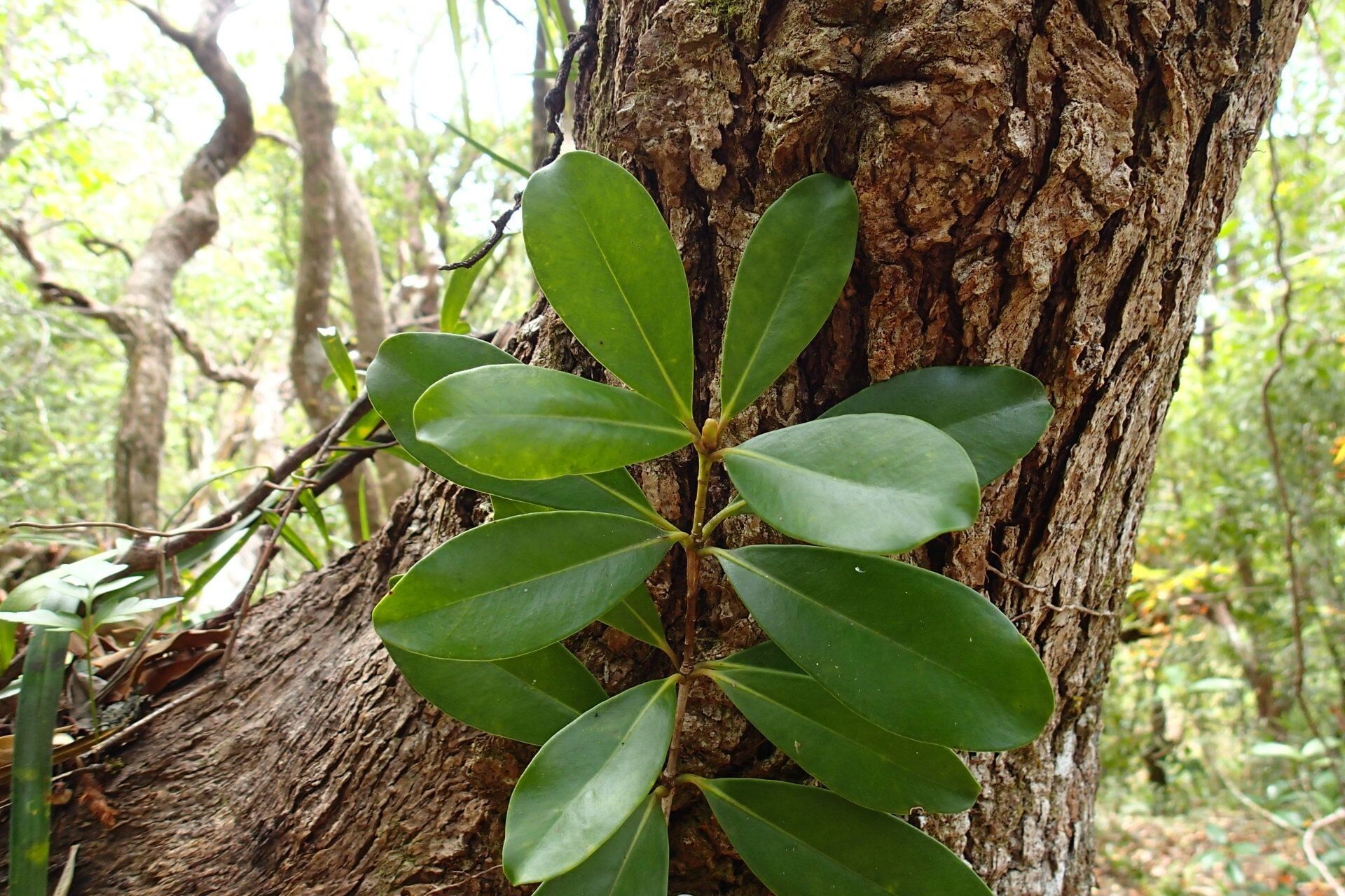 Metrosideros elegans — search result for 'Metrosideros'