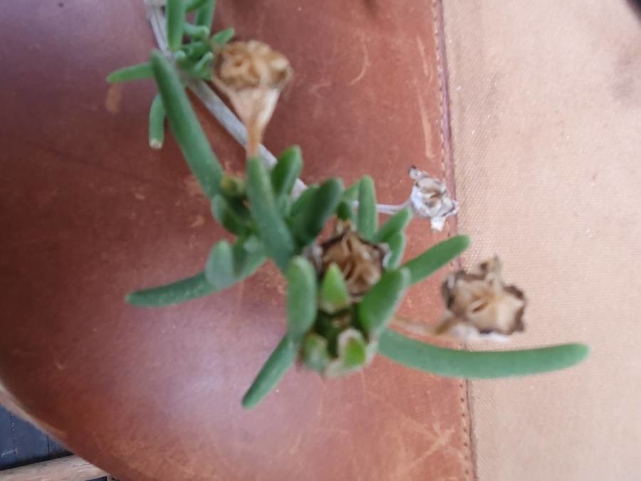 Delosperma nakurense leaf