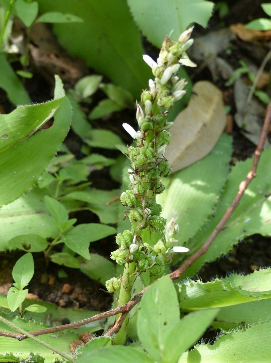 Chlorophytum brachystachyum habit