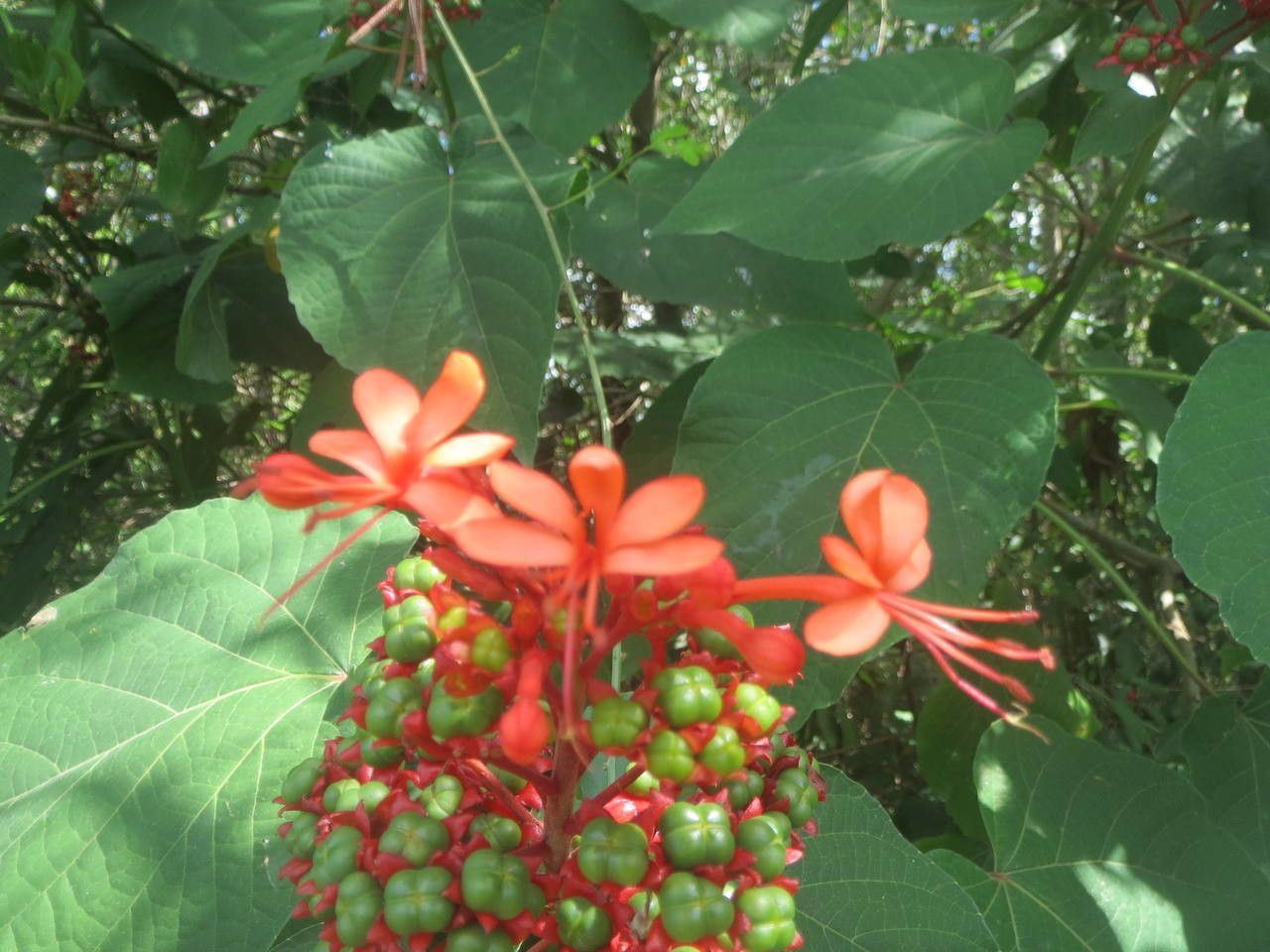 Clerodendrum buchananii flower