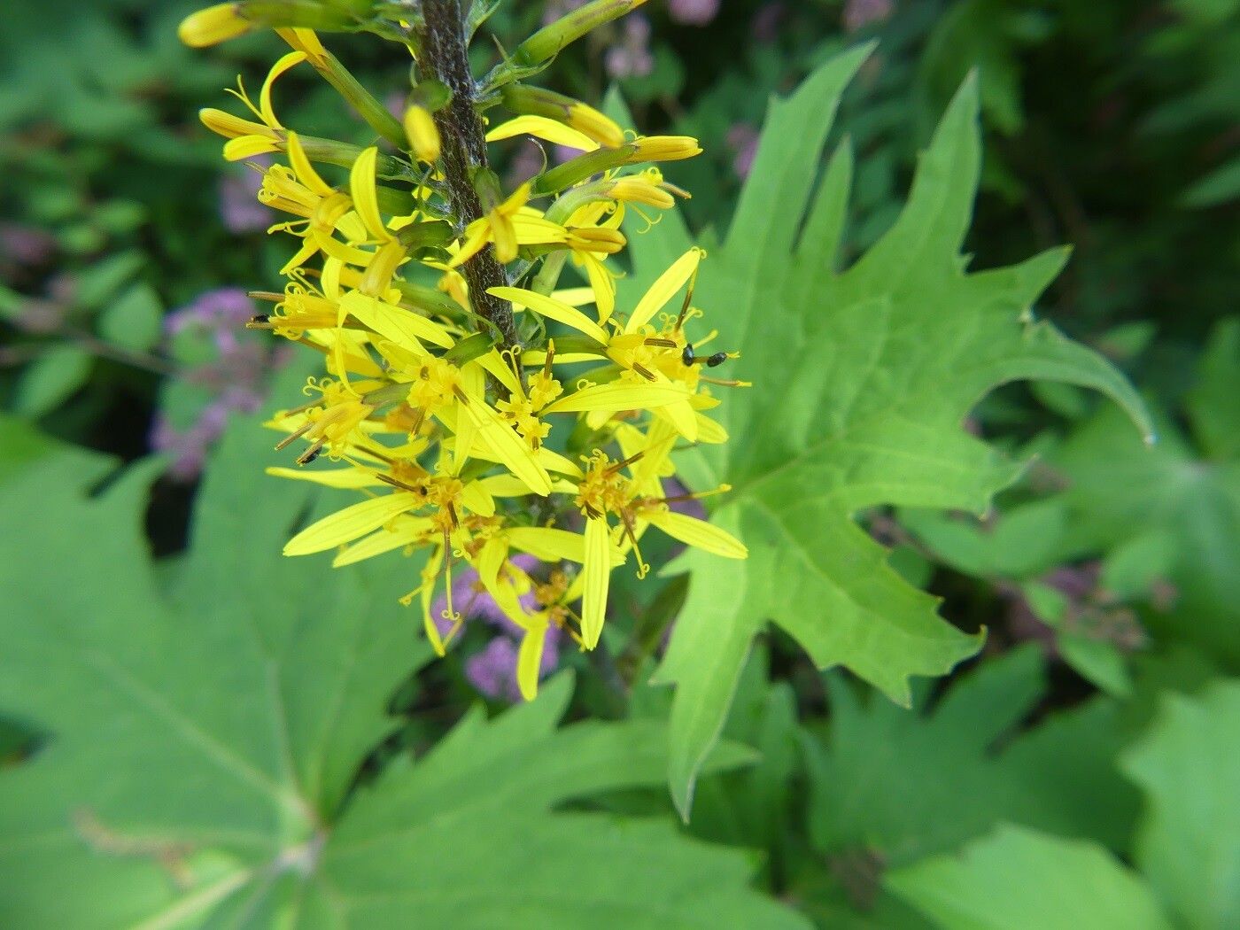Ligularia przewalskii flower