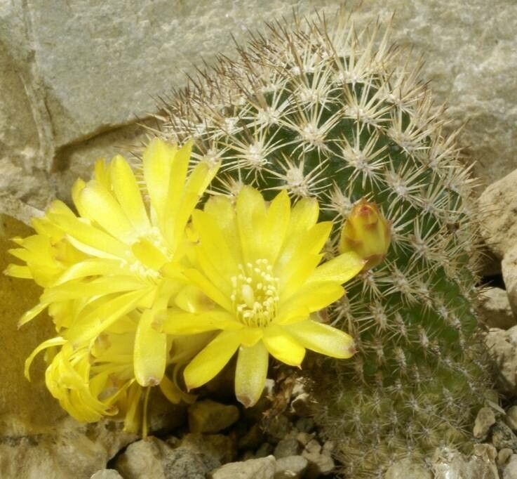 Rebutia cylindrica flower