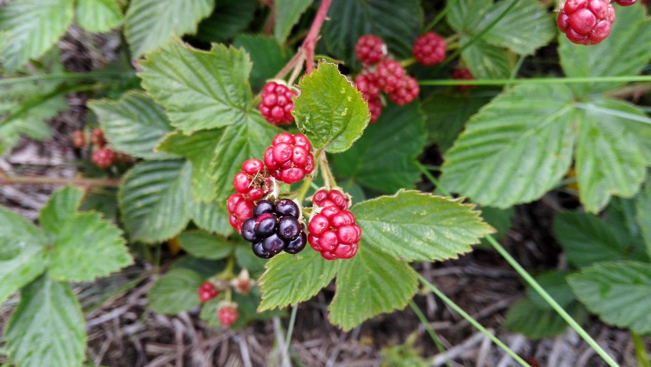 Rubus divaricatus fruit