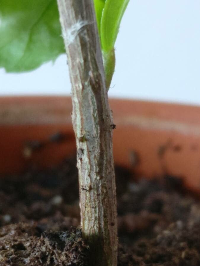 Hibiscus phanerandrus bark