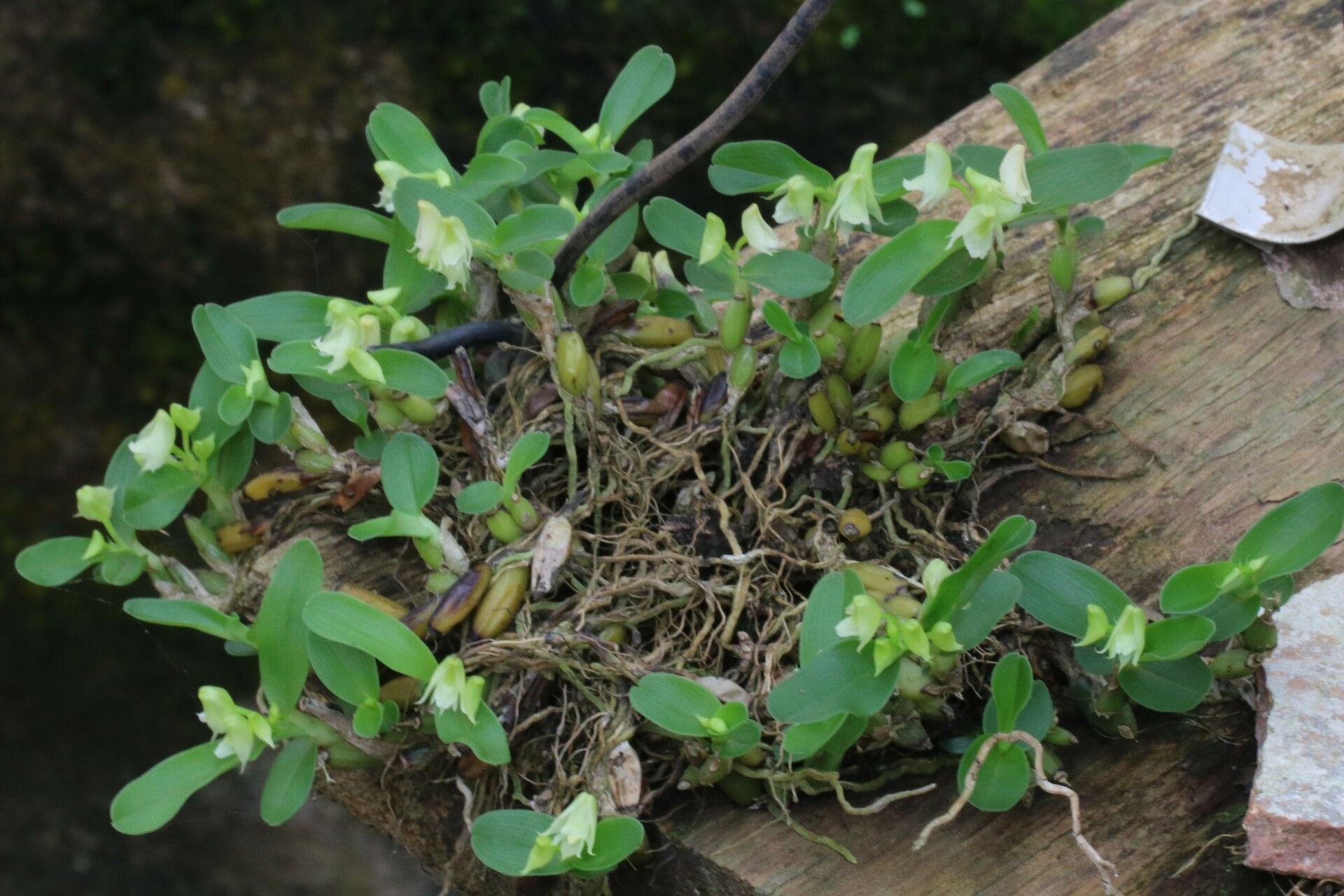 Polystachya camaridioides habit