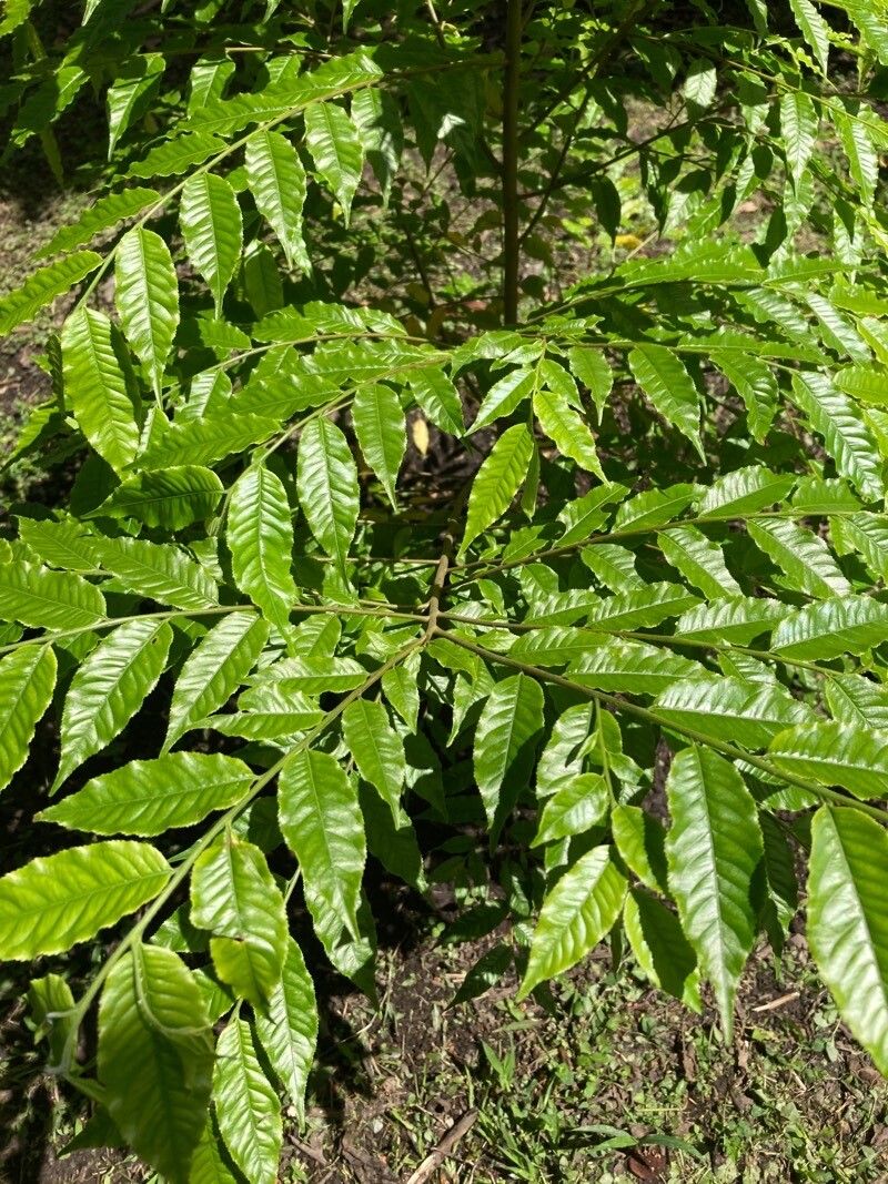Cariniana pyriformis leaf