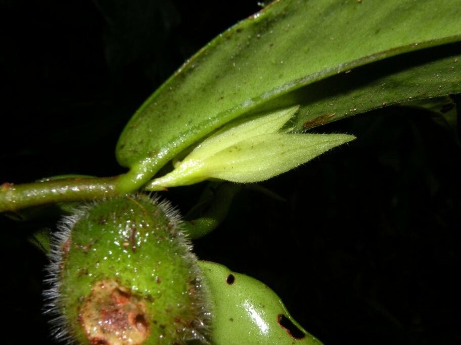 Codonanthopsis dissimulata — related species from the same genus