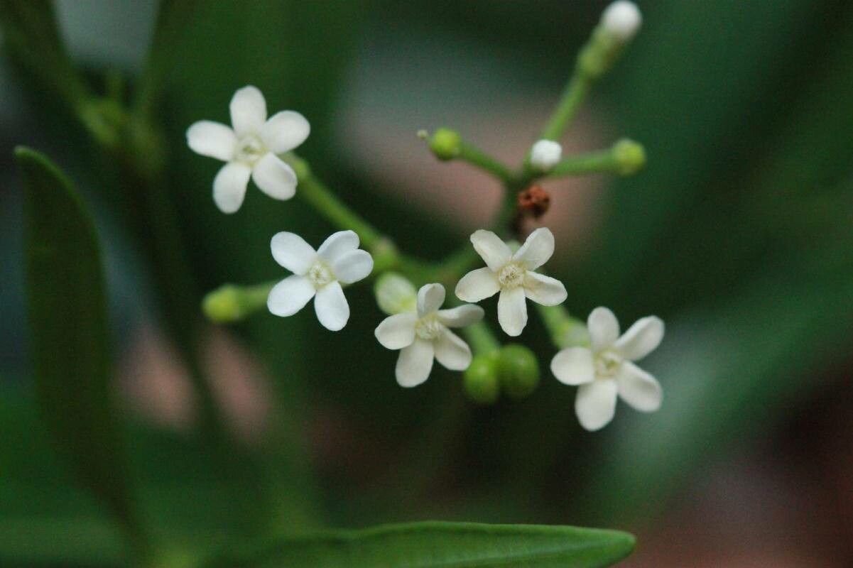 Rauvolfia spathulata — search result for 'Rauvolfia'