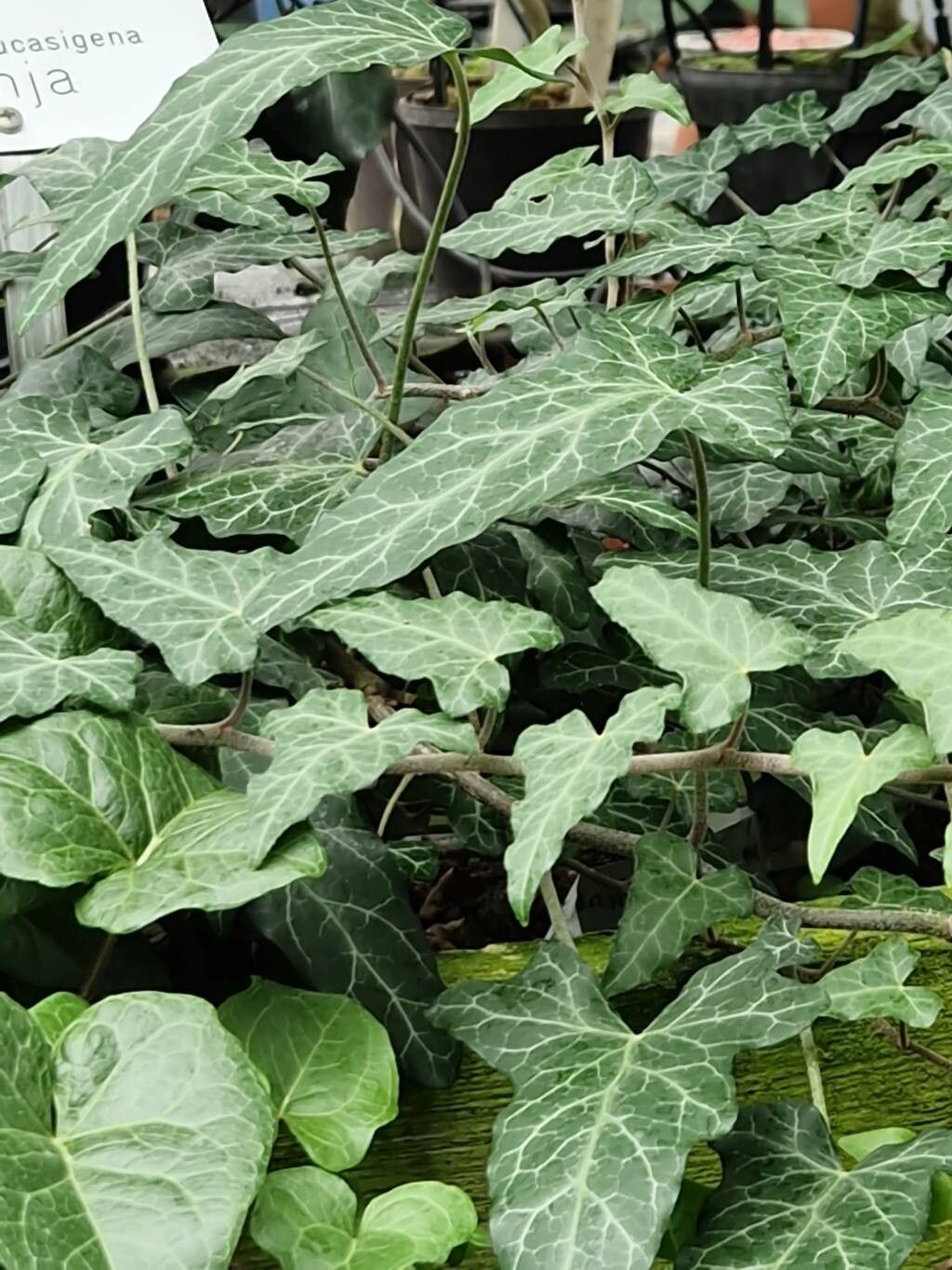 Hedera caucasigena habit