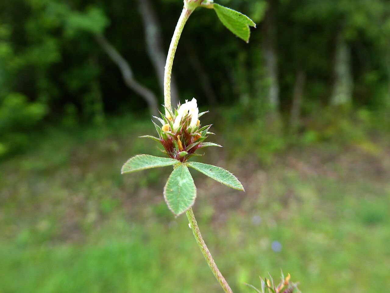 Trifolium scabrum flower