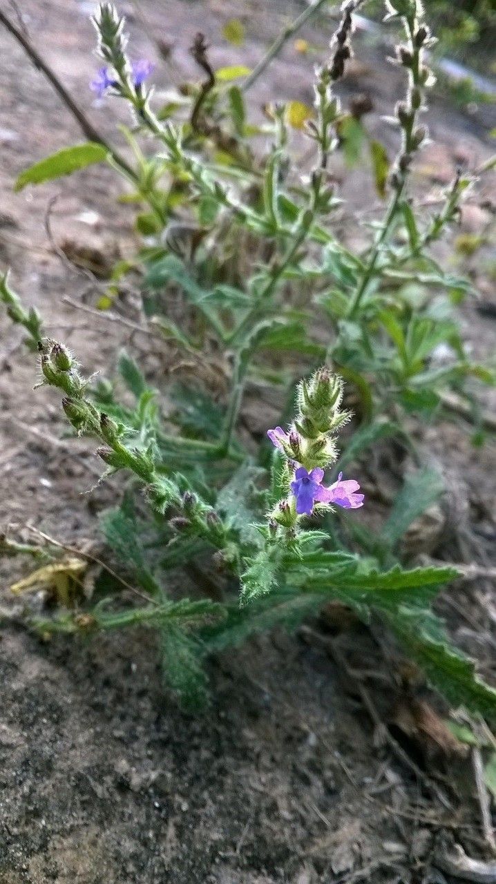 Verbena canescens habit